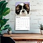 2027 BrownTrout Shih Tzu Puppies 12" x 12" Monthly Wall Calendar (9798330712687)~#|#~sp320857174_sc7