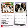 2027 BrownTrout Shih Tzu Puppies 12" x 12" Monthly Wall Calendar (9798330712687)~#|#~sp320857176_sc7
