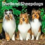 2027 BrownTrout Shetland Sheepdogs 12" x 12" Monthly Wall Calendar (9798330712663)~#|#~sp320857354_sc7