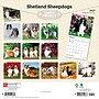 2027 BrownTrout Shetland Sheepdogs 12" x 12" Monthly Wall Calendar (9798330712663)~#|#~sp320857362_sc7