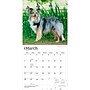 2027 BrownTrout Shetland Sheepdogs 12" x 12" Monthly Wall Calendar (9798330712663)~#|#~sp320857364_sc7