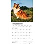 2027 BrownTrout Shetland Sheepdogs 12" x 12" Monthly Wall Calendar (9798330712663)~#|#~sp320857371_sc7