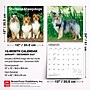 2027 BrownTrout Shetland Sheepdogs 12" x 12" Monthly Wall Calendar (9798330712663)~#|#~sp320857381_sc7