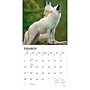 2027 BrownTrout Wolves 12" x 12" Monthly Wall Calendar (9798330712151)~#|#~sp320857536_sc7