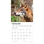 2027 BrownTrout Wolves 12" x 12" Monthly Wall Calendar (9798330712151)~#|#~sp320857537_sc7