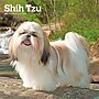 2027 BrownTrout Shih Tzu 12" x 12" Monthly Wall Calendar (9798330712670)~#|#~sp320857659_sc7