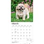 2027 BrownTrout Shih Tzu 12" x 12" Monthly Wall Calendar (9798330712670)~#|#~sp320857661_sc7