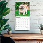2027 BrownTrout Shih Tzu 12" x 12" Monthly Wall Calendar (9798330712670)~#|#~sp320857663_sc7