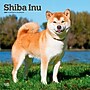 2027 BrownTrout Shiba Inu 12" x 12" Monthly Wall Calendar (9798330714506)~#|#~sp320857864_sc7