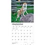 2027 BrownTrout Shiba Inu 12" x 12" Monthly Wall Calendar (9798330714506)~#|#~sp320857867_sc7