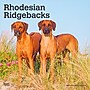 2027 BrownTrout Rhodesian Ridgebacks 12" x 12" Monthly Wall Calendar (9798330712618)~#|#~sp320858301_sc7