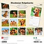 2027 BrownTrout Rhodesian Ridgebacks 12" x 12" Monthly Wall Calendar (9798330712618)~#|#~sp320858323_sc7