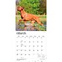 2027 BrownTrout Rhodesian Ridgebacks 12" x 12" Monthly Wall Calendar (9798330712618)~#|#~sp320858328_sc7