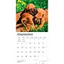 2027 BrownTrout Rhodesian Ridgebacks 12" x 12" Monthly Wall Calendar (9798330712618)~#|#~sp320858329_sc7