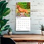 2027 BrownTrout Rhodesian Ridgebacks 12" x 12" Monthly Wall Calendar (9798330712618)~#|#~sp320858331_sc7