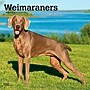 2027 BrownTrout Weimaraners 12" x 12" Monthly Wall Calendar (9798330714605)~#|#~sp320858438_sc7