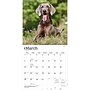 2027 BrownTrout Weimaraners 12" x 12" Monthly Wall Calendar (9798330714605)~#|#~sp320858441_sc7