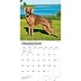 2027 BrownTrout Weimaraners 12" x 12" Monthly Wall Calendar (9798330714605)~#|#~sp320858461_sc7