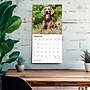 2027 BrownTrout Weimaraners 12" x 12" Monthly Wall Calendar (9798330714605)~#|#~sp320858462_sc7