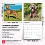 2027 BrownTrout Weimaraners 12" x 12" Monthly Wall Calendar (9798330714605)~#|#~sp320858464_sc7