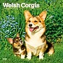 2027 BrownTrout Welsh Corgis 12" x 12" Monthly Wall Calendar (9798330714612)~#|#~sp320858742_sc7
