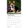 2027 BrownTrout Welsh Corgis 12" x 12" Monthly Wall Calendar (9798330714612)~#|#~sp320858746_sc7