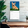 2027 BrownTrout Welsh Corgis 12" x 12" Monthly Wall Calendar (9798330714612)~#|#~sp320858747_sc7
