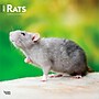 2027 BrownTrout Rats 12" x 12" Monthly Wall Calendar (9798330711949)~#|#~sp320859114_sc7