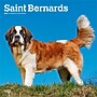 2027 BrownTrout Saint Bernards 12" x 12" Monthly Wall Calendar (9798330712632)~#|#~sp320859621_sc7