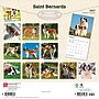 2027 BrownTrout Saint Bernards 12" x 12" Monthly Wall Calendar (9798330712632)~#|#~sp320859622_sc7