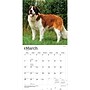 2027 BrownTrout Saint Bernards 12" x 12" Monthly Wall Calendar (9798330712632)~#|#~sp320859642_sc7