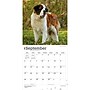 2027 BrownTrout Saint Bernards 12" x 12" Monthly Wall Calendar (9798330712632)~#|#~sp320859649_sc7