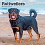 2027 BrownTrout Rottweilers 12" x 12" Monthly Wall Calendar (9798330712625)~#|#~sp320859804_sc7