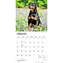 2027 BrownTrout Rottweilers 12" x 12" Monthly Wall Calendar (9798330712625)~#|#~sp320859806_sc7