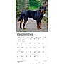 2027 BrownTrout Rottweilers 12" x 12" Monthly Wall Calendar (9798330712625)~#|#~sp320859807_sc7
