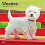 2027 BrownTrout West Highland White Terriers 12" x 12" Monthly Wall Calendar (9798330712724)~#|#~sp320859960_sc7