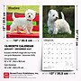 2027 BrownTrout West Highland White Terriers 12" x 12" Monthly Wall Calendar (9798330712724)~#|#~sp320859967_sc7