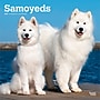 2027 BrownTrout Samoyeds 12" x 12" Monthly Wall Calendar (9798330712649)~#|#~sp320860073_sc7
