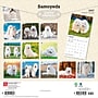 2027 BrownTrout Samoyeds 12" x 12" Monthly Wall Calendar (9798330712649)~#|#~sp320860074_sc7