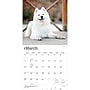 2027 BrownTrout Samoyeds 12" x 12" Monthly Wall Calendar (9798330712649)~#|#~sp320860075_sc7
