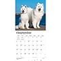 2027 BrownTrout Samoyeds 12" x 12" Monthly Wall Calendar (9798330712649)~#|#~sp320860076_sc7