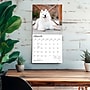 2027 BrownTrout Samoyeds 12" x 12" Monthly Wall Calendar (9798330712649)~#|#~sp320860077_sc7