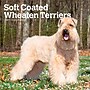 2027 BrownTrout Soft Coated Wheaten Terriers 12" x 12" Monthly Wall Calendar (9798330714629)~#|#~sp320860112_sc7