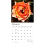 2027 BrownTrout Roses 12" x 12" Monthly Wall Calendar (9798330711345)~#|#~sp320860183_sc7