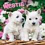 2027 BrownTrout West Highland White Terrier Puppies 12" x 12" Monthly Wall Calendar (9798330710119)~#|#~sp320860245_sc7