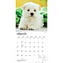 2027 BrownTrout West Highland White Terrier Puppies 12" x 12" Monthly Wall Calendar (9798330710119)~#|#~sp320860248_sc7