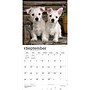 2027 BrownTrout West Highland White Terrier Puppies 12" x 12" Monthly Wall Calendar (9798330710119)~#|#~sp320860249_sc7