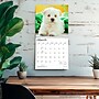 2027 BrownTrout West Highland White Terrier Puppies 12" x 12" Monthly Wall Calendar (9798330710119)~#|#~sp320860250_sc7