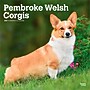 2027 BrownTrout Pembroke Welsh Corgis 12" x 12" Monthly Wall Calendar (9798330712717)~#|#~sp320860549_sc7