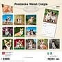 2027 BrownTrout Pembroke Welsh Corgis 12" x 12" Monthly Wall Calendar (9798330712717)~#|#~sp320860550_sc7